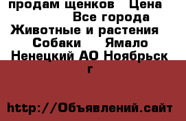 продам щенков › Цена ­ 15 000 - Все города Животные и растения » Собаки   . Ямало-Ненецкий АО,Ноябрьск г.